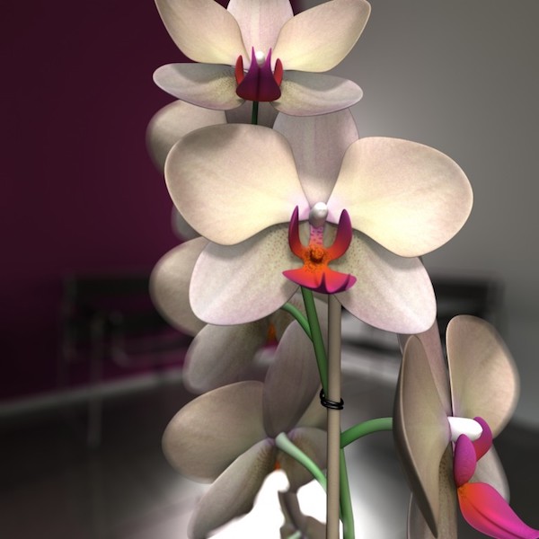 Orchidea close-up