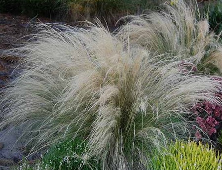 Stipa tenuissima.jpg