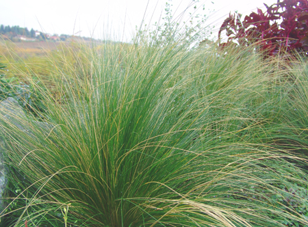 Stipa_tenuissima_Pony_Tails.jpg