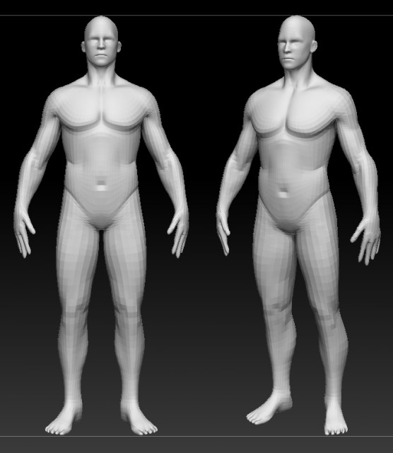 base anatomica