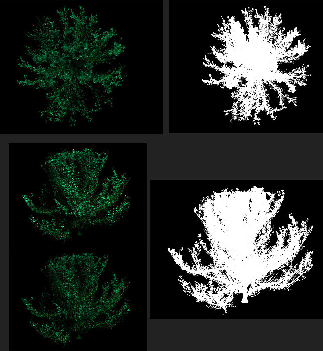 alberi & alpha.jpg