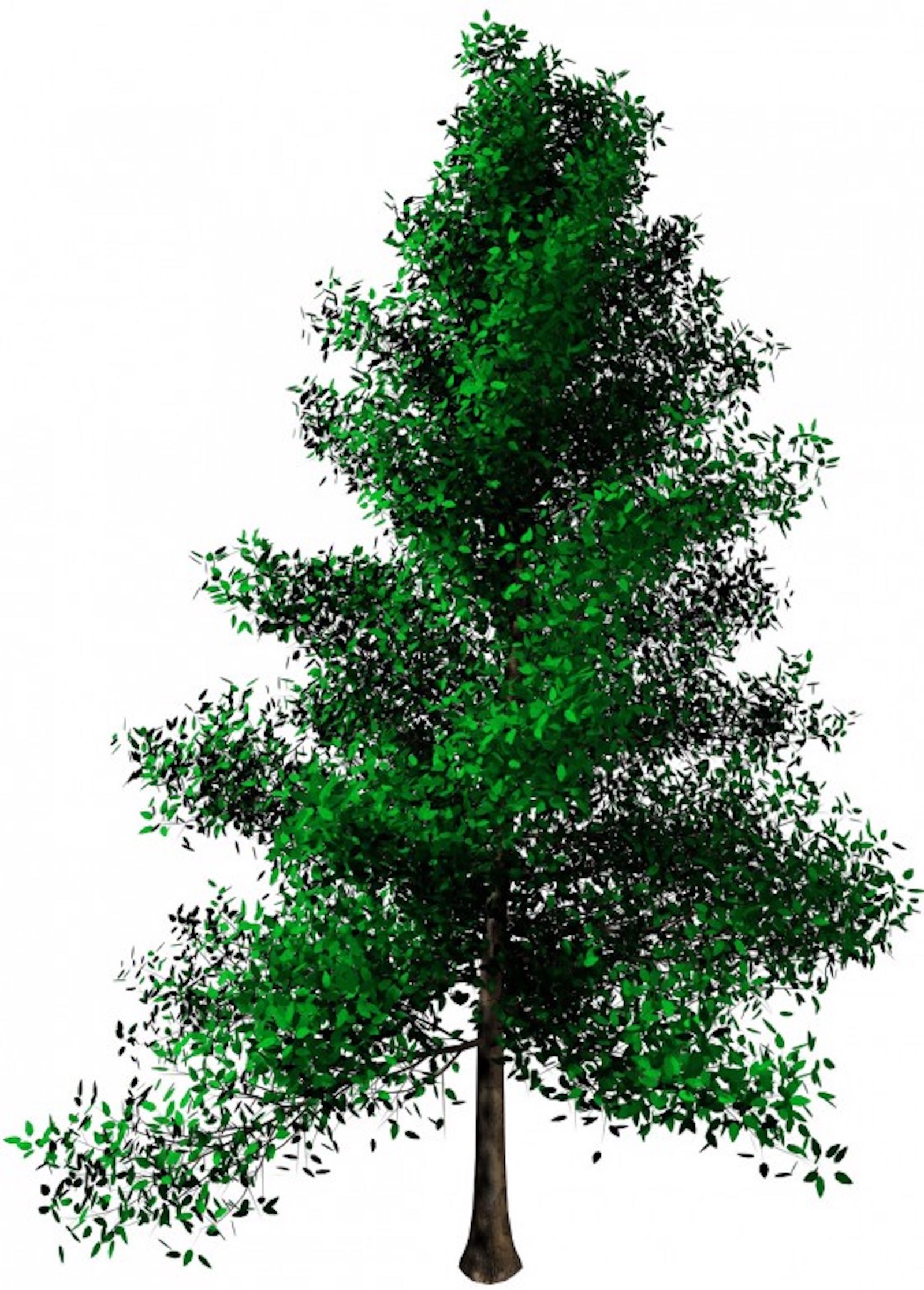 Albero+alpha 4