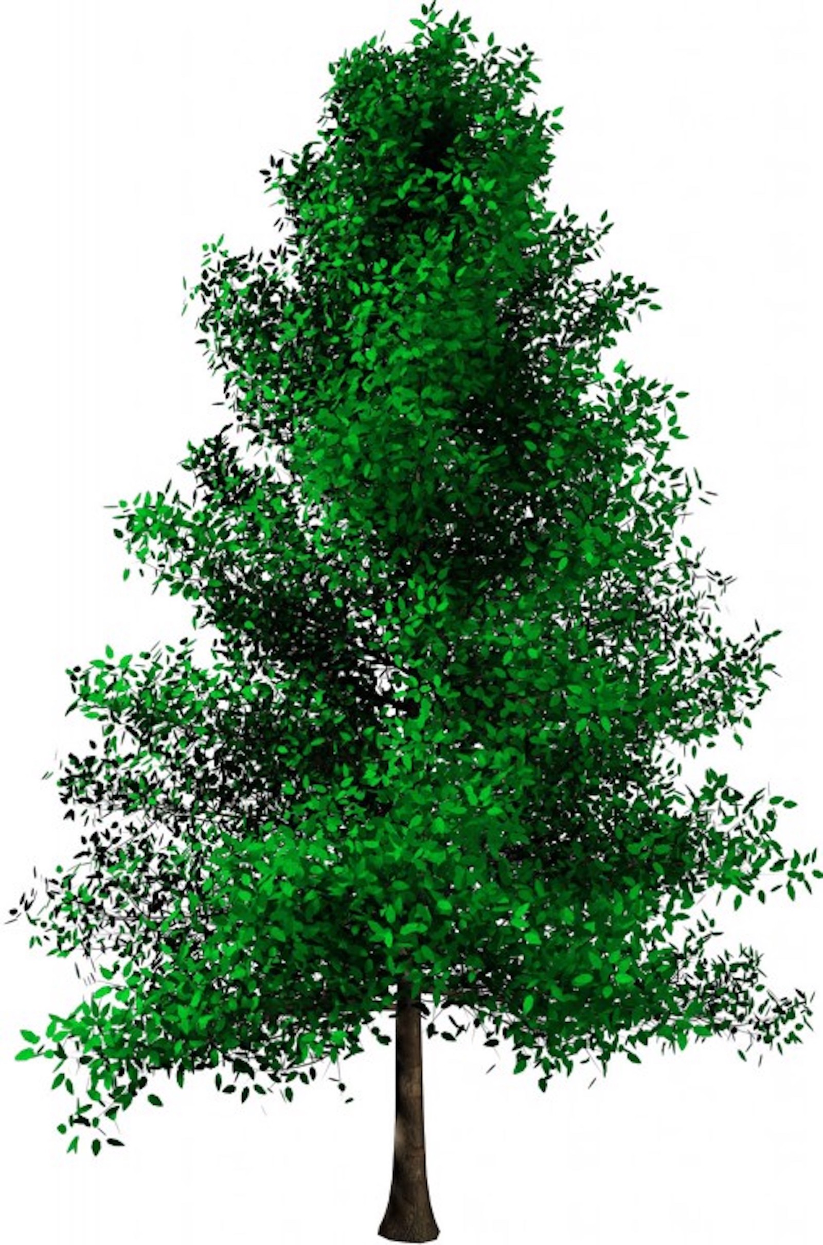 Albero+alpha 5