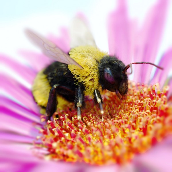 Bee on flower