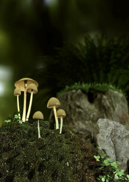 Psilocybe azurescens