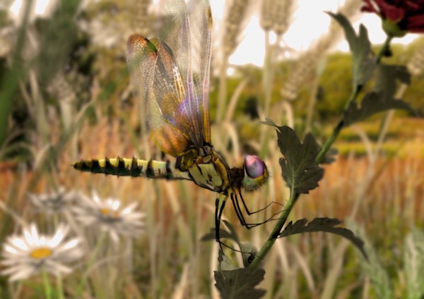 Libellula