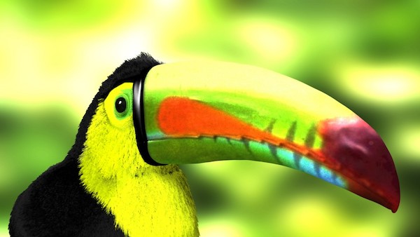 Toucan