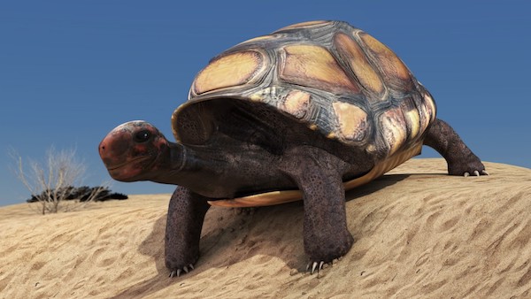 Turtle