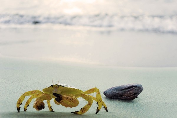 Sand Crab