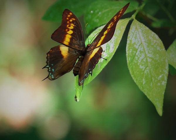 butterfly