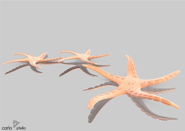 Stelle marine