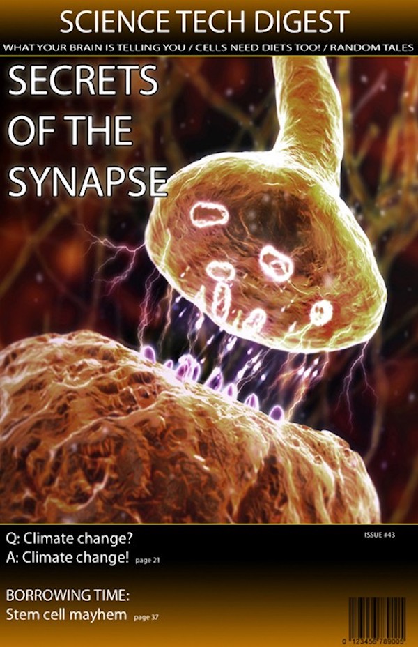 Synapse