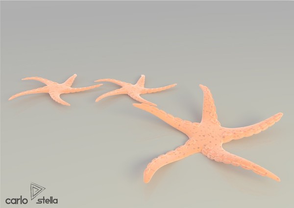 stelle marine 2