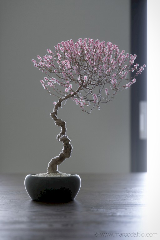 08 Bonsai 1