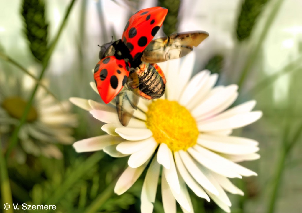 LadyBug