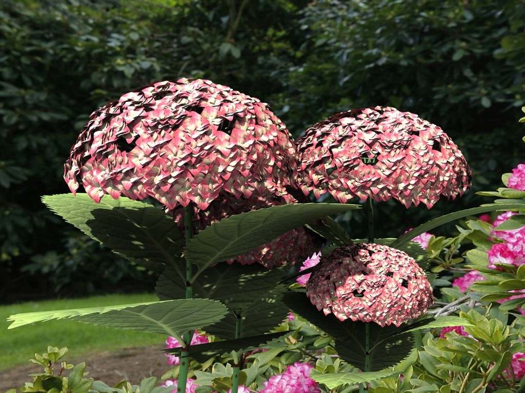 Ortensie