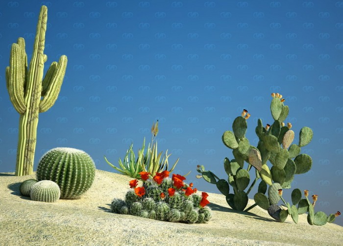 deserto 2.jpg