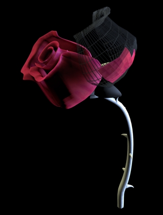 rosa_2.jpg