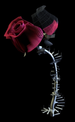 rosa_3.jpg