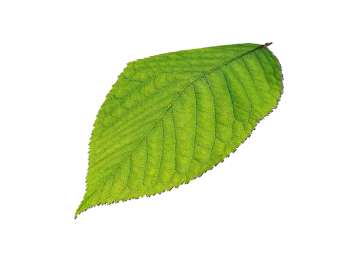 Immagine 4.png