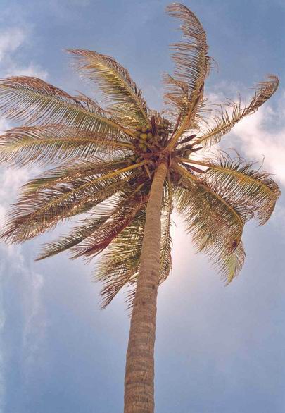 palma.jpg
