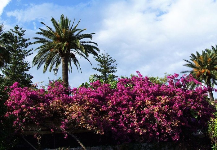 Bougainvillea.jpg