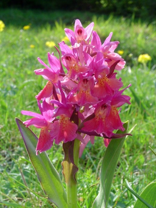 Orchidea-MonteCucco.jpg