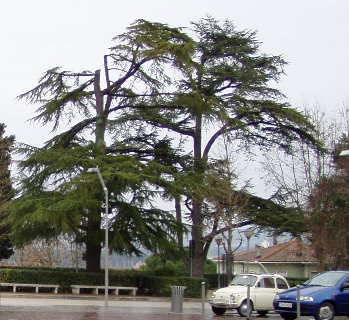 cedro del libano.jpg