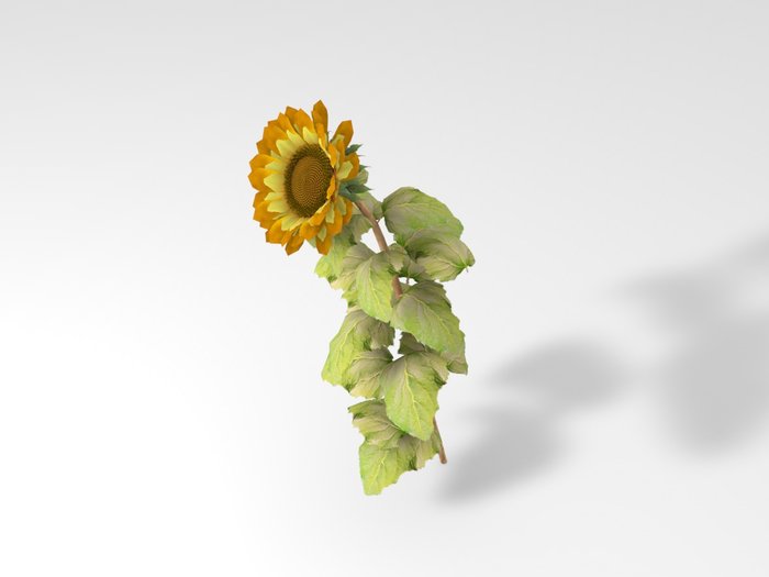 girasole.jpg