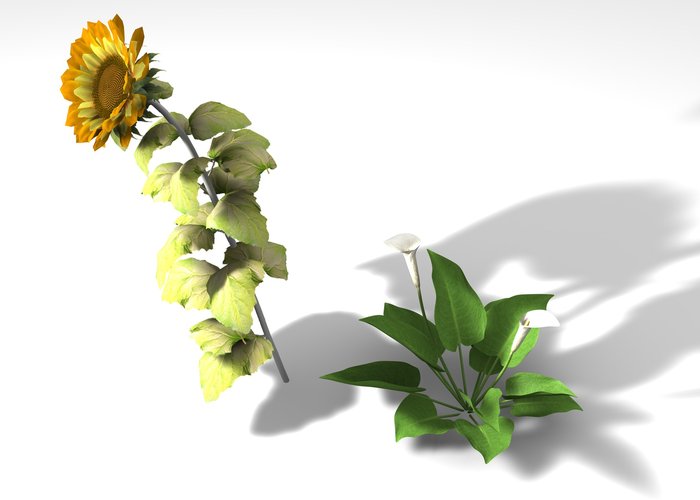 CALLE E GIRASOLE_R11.jpg