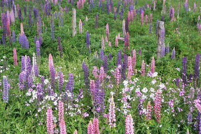 3378530-a-wild-garden-in-the-countryside-containing-spring-flowering-lupin-and-phlox.jpg
