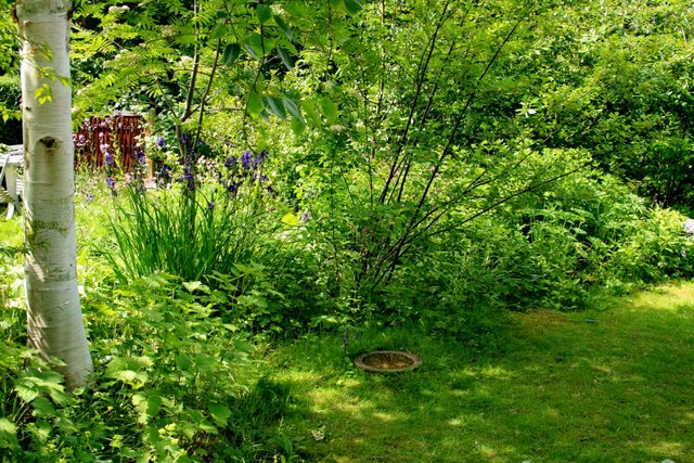 Wild_garden2.jpg