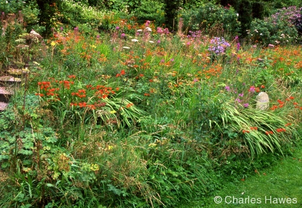 Wild-Garden.jpg