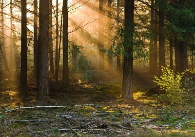 1789020-raggi-del-sole-che-rientrano-tra-gli-alberi-su-un-nebbioso-mattino.jpg