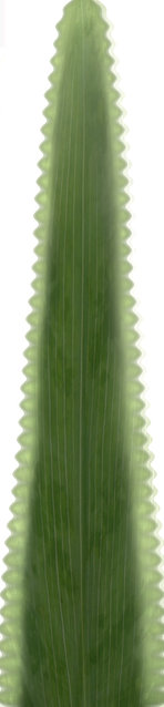 Archmodels66_leaf_4.jpg