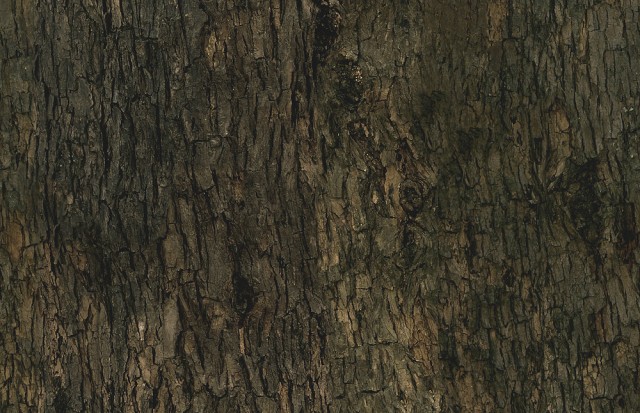 Corteccia