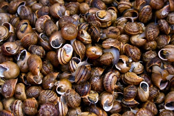 escargot-agusta-gudrun-olafsdottir.jpg