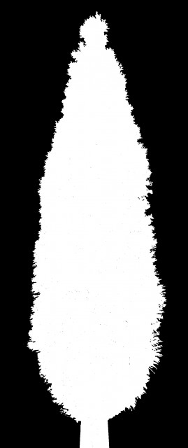 cipresso_ALPHAaaaa.jpg
