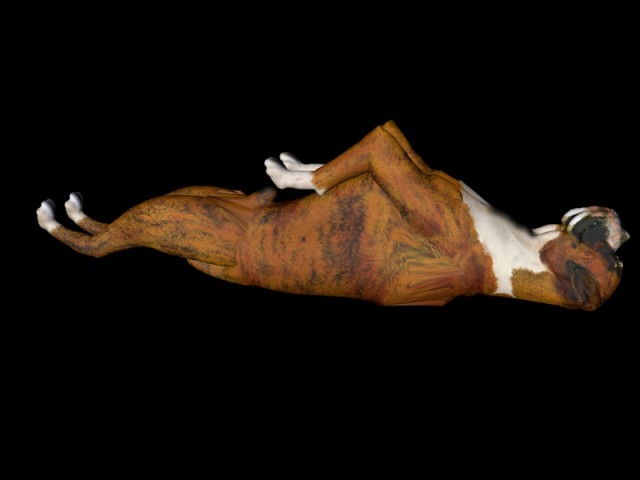 BOXER_H.jpg
