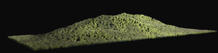 test foresta 1.jpg