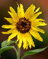 Girasole.jpg