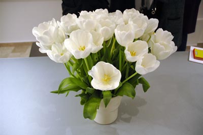 tulipani