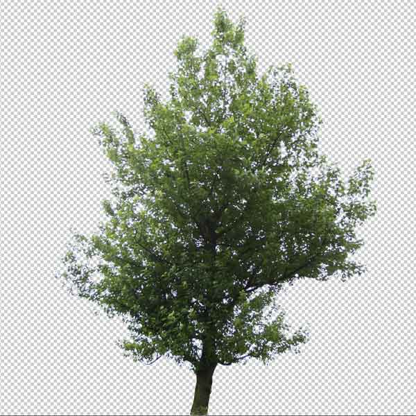 vyonyx_tree_075_icon.jpg