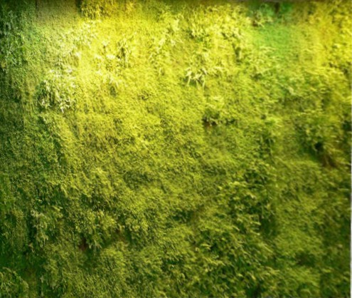 verticalgreenintro.jpg