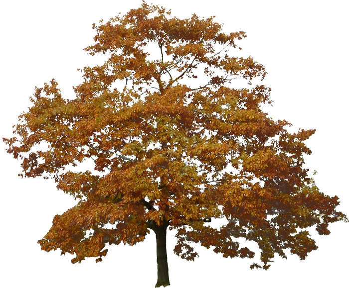 autumn003.jpg