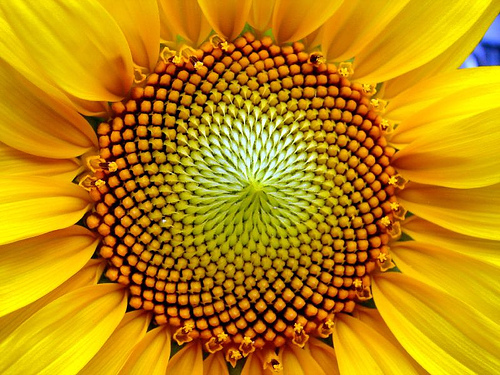 Girasole.jpg