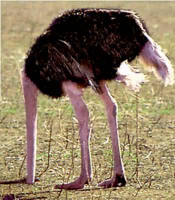 struzzo.jpg