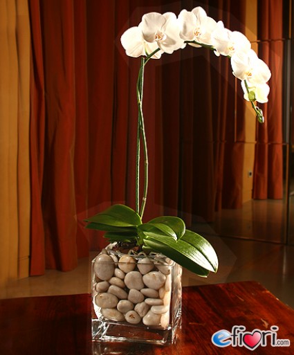 orchidea-phalaenopsis-di-colore-bianco-con-vaso-in-vetro.185.big.jpg