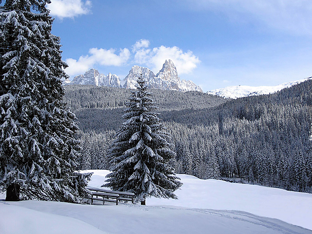 la-foresta-di-paneveggio.jpg
