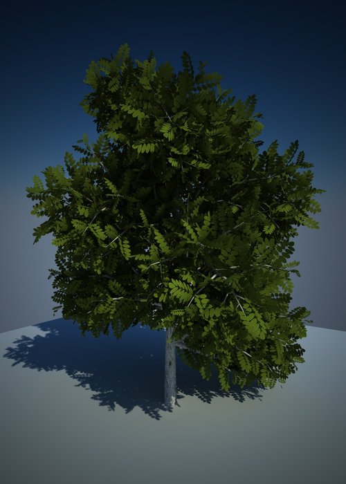albero.jpg